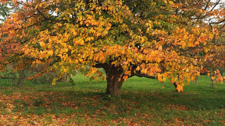 Autumn Colour at Smallhythe Place